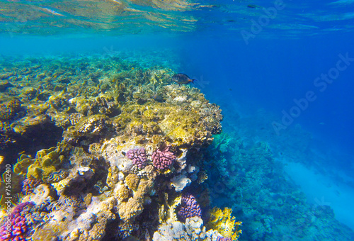 beautiful background with coral reef and fish in the red sea in egypt sharm el sheikh