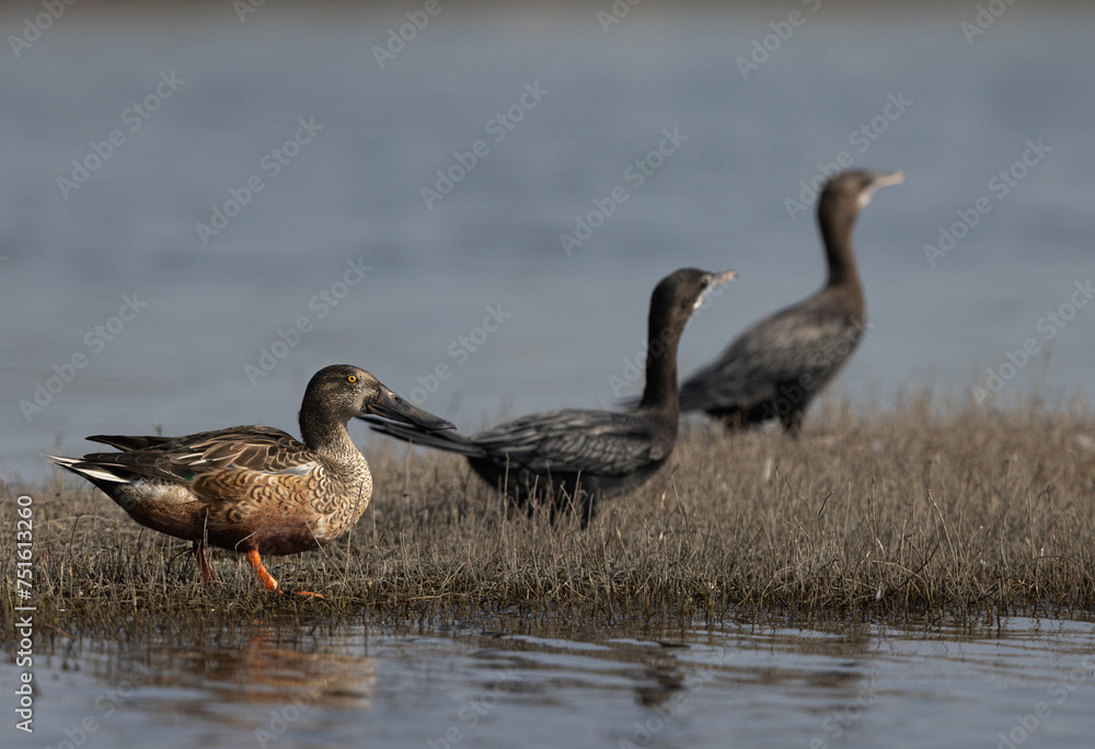 Northern Shoveler and little cormorants at the backdrop at Bhigwan bird sanctuary, India Northern Shoveler and little cormorants at the backdrop at Bhigwan bird sanctuary, India