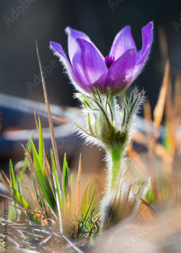 Pasqueflower. Beautiful blue flower of greater pasque flower or pasqueflower on the meadow, in latin pulsatilla grandis