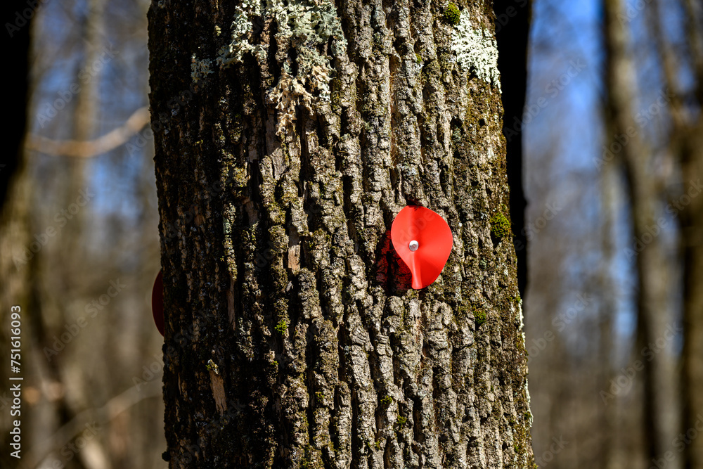 Naklejka premium A red circular piece of weather-resistant material is nailed to a tree to designate the Red Trail at this nature park in Windsor in Upstate NY. Love well marked trails in the Woods!