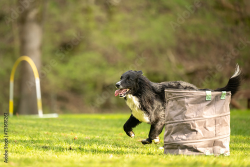 Obraz na plátně Border Collie dog is running through an arc in Hoopers course.