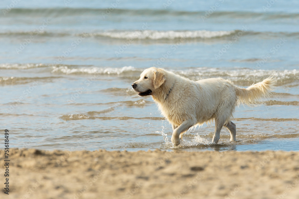 A Golden Retriever splashing through the shallows on a sandy canine beach in the south of France. A Golden Retriever splashing through the shallows on a sandy canine beach in the south of France.