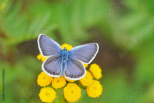Silver-studded Blue, Plebejus argus, beautiful blue butterfly sits on the yellow flower. Insect in the nature habitat. Spring in the meadow. European wildlife, Czech republic.
