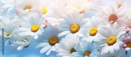 A cluster of white and yellow daisies with soft focus, showcasing the delicate flowers against a vibrant blue background.