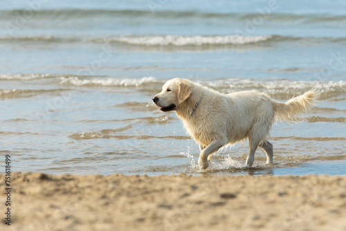 A Golden Retriever splashing through the shallows on a sandy canine beach in the south of France.