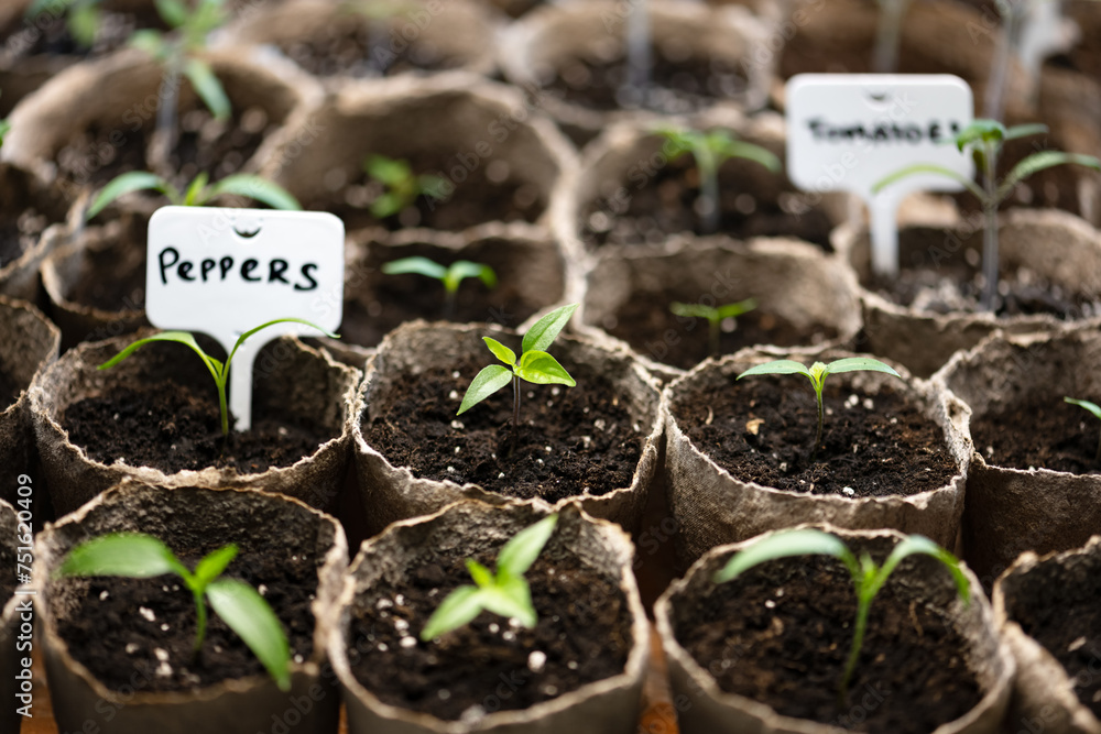 Tomato and pepper seedlings in peat cups. Preparing plants for growing in open ground. Home gardening concept Tomato and pepper seedlings in peat cups. Preparing plants for growing in open ground. Home gardening concept