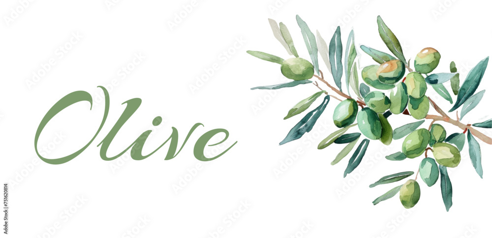 Watercolor olive branch. Olive branch on a transparent background. Banner template. Vector illustration. - obrazy, fototapety, plakaty 