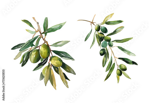 Set of watercolor olive branches. Watercolor olive branch with berries and leaves on a transparent background. Olive branch isolated on white photo