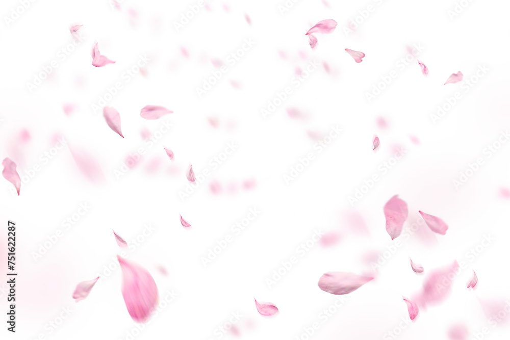 Floating red rose petal isolated on on a transparent background png. Background concept for love greetings on valentines day and mothers day. Space for text Floating red rose petal isolated on on a transparent background png. Background concept for love greetings on valentines day and mothers day. Space for text