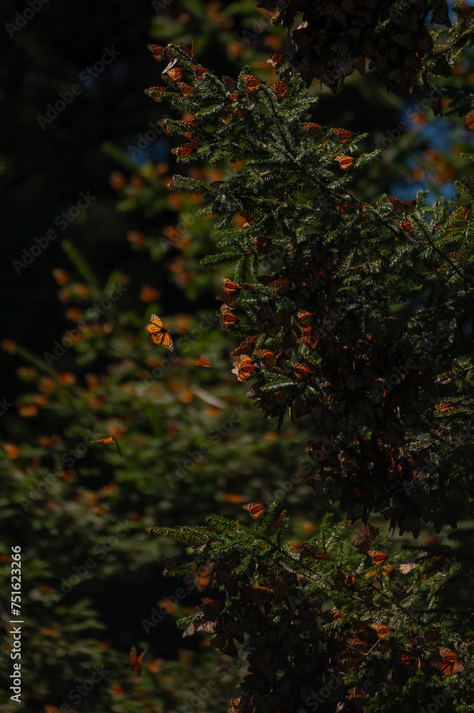 Fototapeta premium monarch butterfly