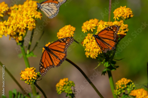 monarch butterfly on a flower © Emmanuel