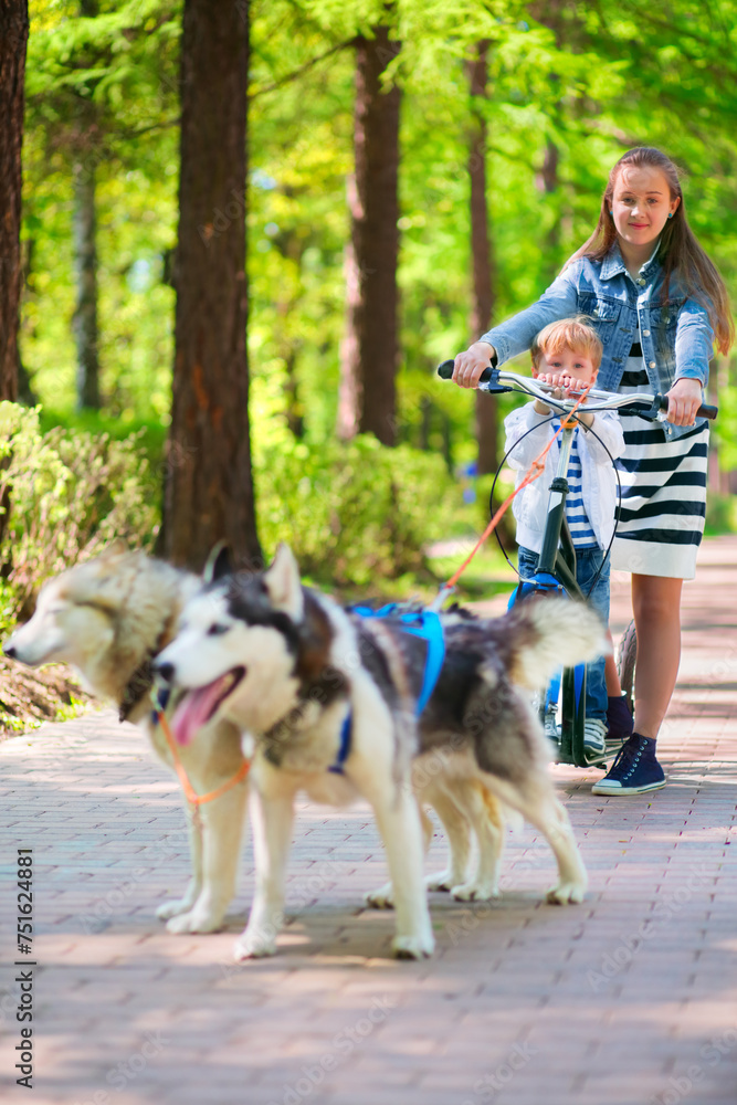 Little boy and girl riding on scooter in team of two dogs in park Little boy and girl riding on scooter in team of two dogs in park