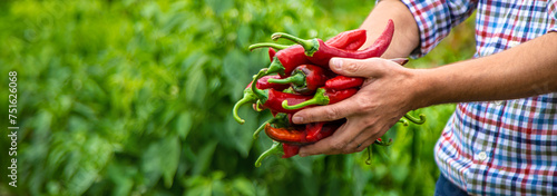 Farmer harvesting chili peppers in garden. Selective focus.