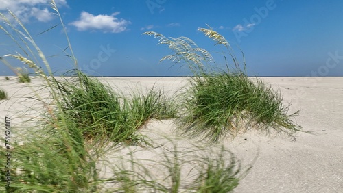 White sandy beach with Sand Dunes and sea oats by the ocean at summer vacation destination for families at Pawleys Island, South Carolina low country lifestyle with blue sky and white puffy clouds  photo