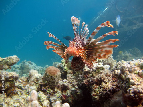 Lion Fish in the Red Sea in clear blue water hunting for food . © Vitalii6447
