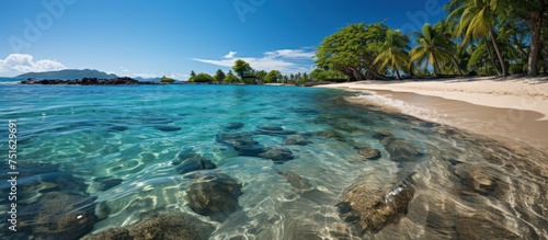 Sandy tropical beach framed by palm trees