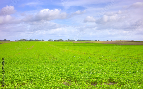 Photo of a farm field  selective focus.
