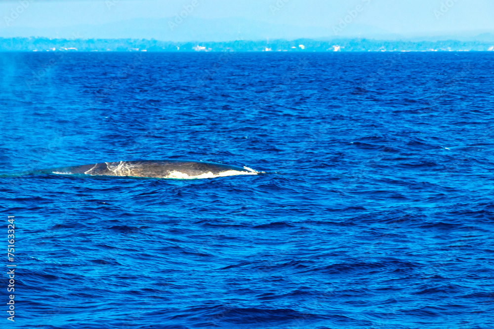 Fototapeta premium Blue whale at the surface of the sea Mirissa Beach Sri Lanka.