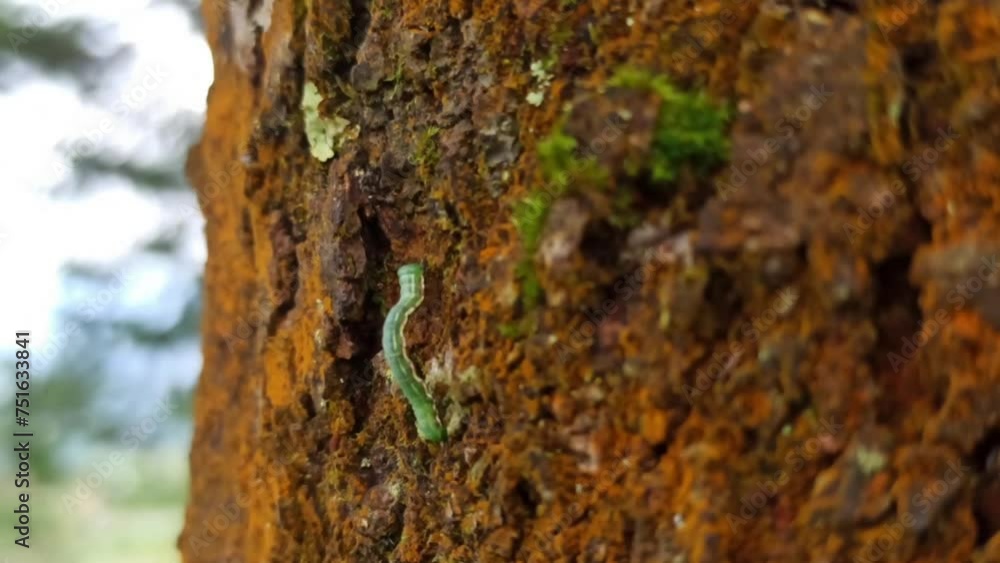 Nature's Intricacies-Chrysodeixis Eriosoma Caterpillar Journeying Across Tree Bark