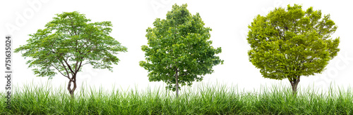 green grass and tree transparent background