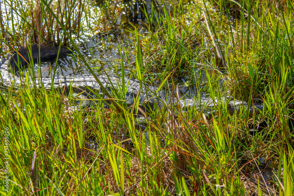 Beautiful specimen of aligator in its natural environment of Everglades in Florida, United States Beautiful specimen of aligator in its natural environment of Everglades in Florida, United States