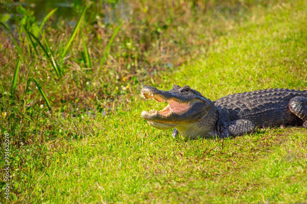 Beautiful specimen of aligator in its natural environment of Everglades in Florida, United States Beautiful specimen of aligator in its natural environment of Everglades in Florida, United States