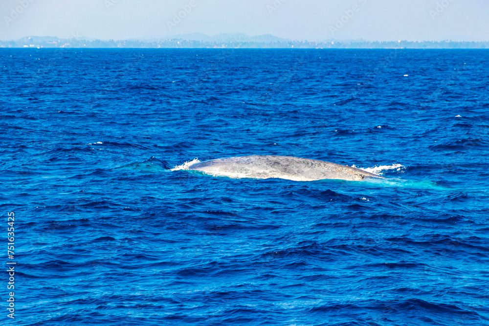 Obraz premium Blue whale at the surface of the sea Mirissa Beach Sri Lanka.