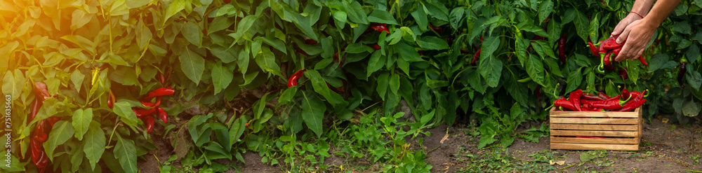 Farmer harvesting chili peppers in garden. Selective focus. Farmer harvesting chili peppers in garden. Selective focus.