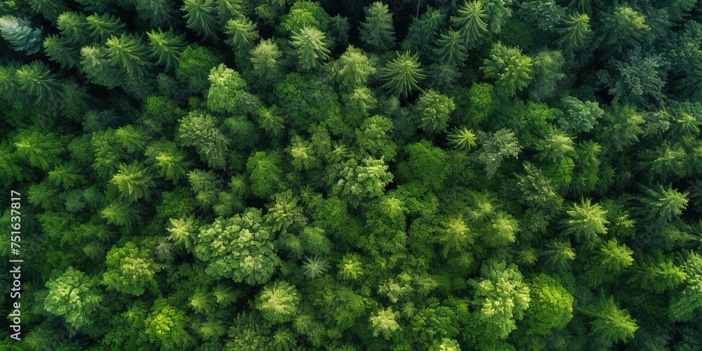 Aerial top view of car and truck driving on highway road in green forest. Sustainable transport. Drone view of hydrogen energy truck and electric vehicle driving on asphalt road through green Aerial top view of car and truck driving on highway road in green forest. Sustainable transport. Drone view of hydrogen energy truck and electric vehicle driving on asphalt road through green