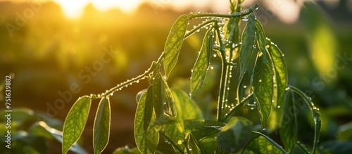 Close-up view of long bean plant leaves with raindrops and morning sunlight background