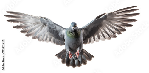 Flying pigeon front view spreading its wings