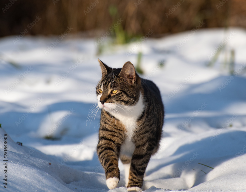 Kot na tle śniegu