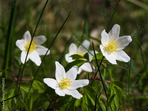 Białe kwiaty Zawilec