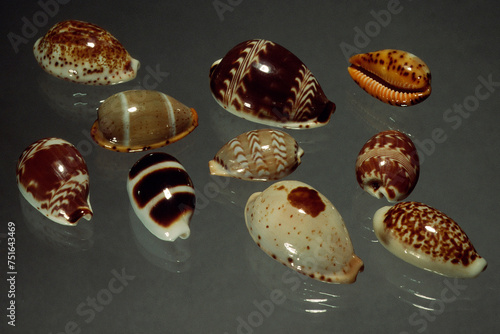 Seashells of Cypraea  close up photo