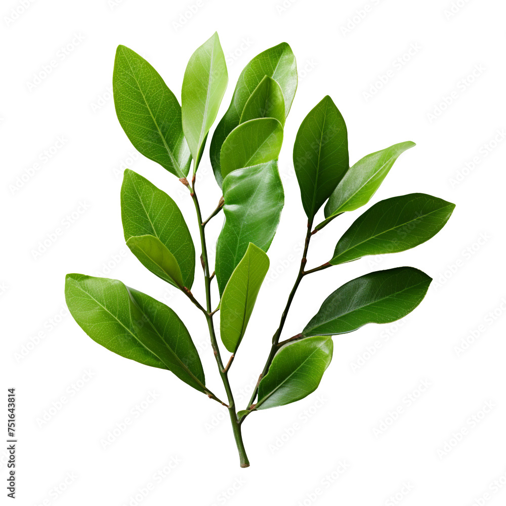 a laurel plant green leaves isolated on transparent background