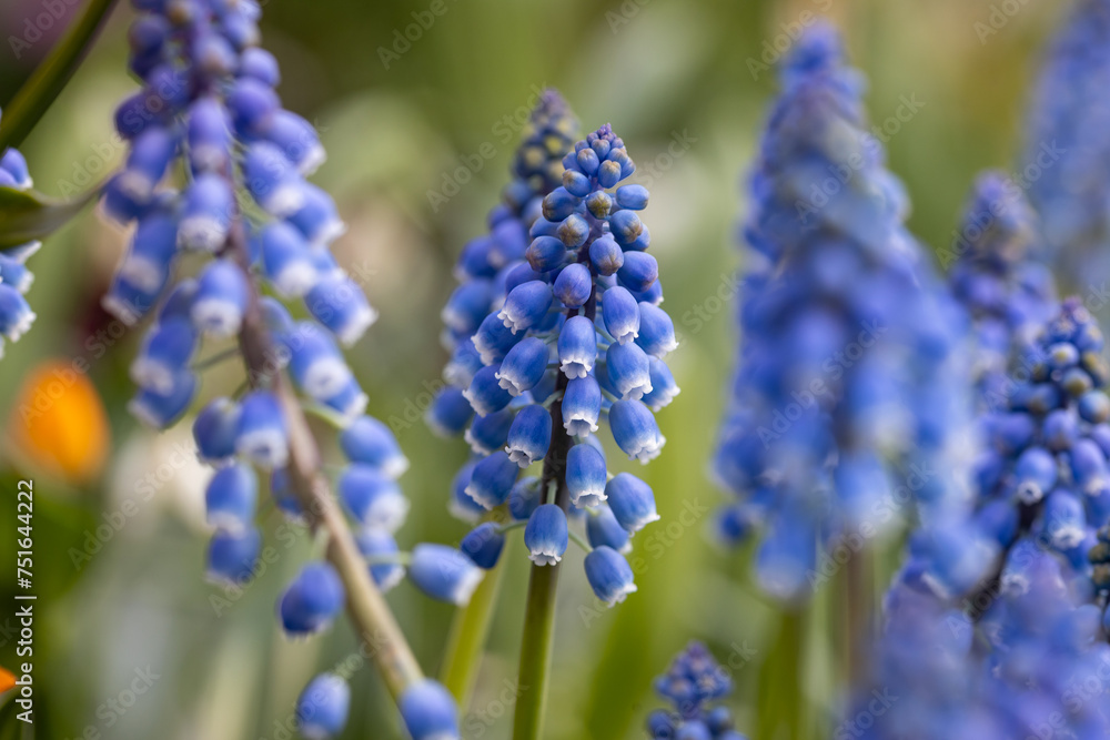 Muscari armeniacum is one of the most commonly cultivated species of Muscari. It is one of a number of species and genera known as grape hyacinth. Close up on the flowers. Muscari armeniacum is one of the most commonly cultivated species of Muscari. It is one of a number of species and genera known as grape hyacinth. Close up on the flowers.