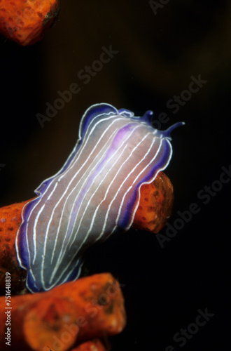 Flatworm, Prostheceraeus giesbrechtii, Mediterranean Sea. Alghero, Sardinia, Italy