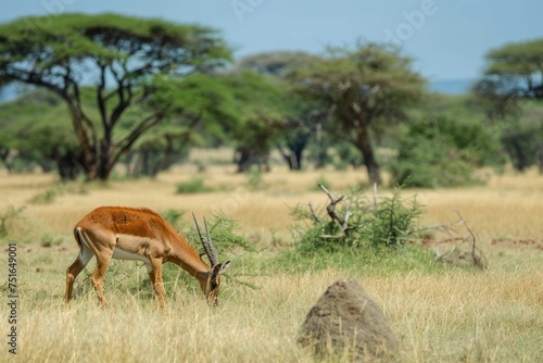 A Hirola antelope grazing on the African savannah, with a termite mound and acacia trees framing the scene, emphasizing its habitat and behavior  photo