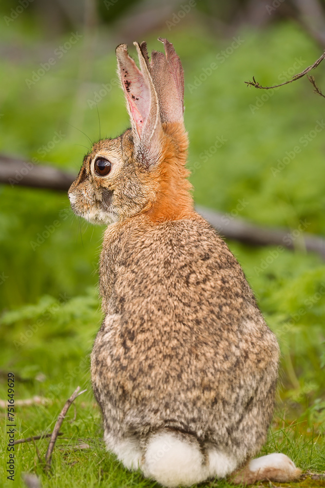 Fototapeta premium Zombie rabbit