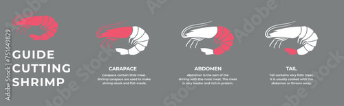 Seafood. Сrustaceans. Cutting guide meat shrimp, prawn carcass. Diagram сutting parts meat shrimp. Butcher guide seafood. Vector flat color drawing illustration. Isolated.
