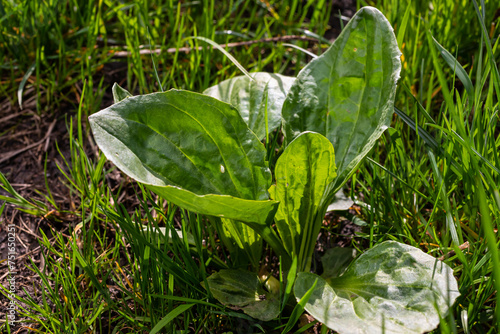 Plantago major Plantago, Plantain, fleaworts. There are 3-5 parallel veins that diverge in wider leaf. The inflorescences on long stalks with short spikes numerous tiny wind-pollinated flowers