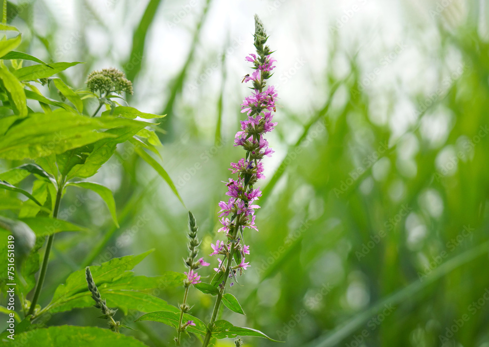 Obraz premium Uferbewuchs