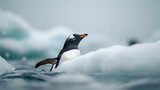 Graceful Penguin Glide in Icy Waters