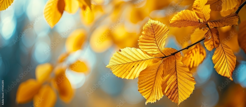Beautiful yellow leaves hanging on a tree branch in autumn season nature background Beautiful yellow leaves hanging on a tree branch in autumn season nature background