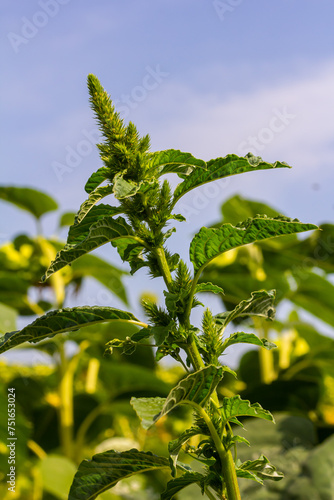 Konstfotografi Green amaranth Amaranthus hybridus in flower