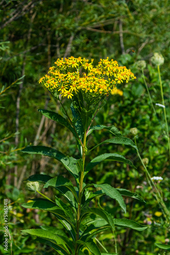 Senecio hydrophilus Nutt. wild yellow flowers, blooming weed plant in summer garden photo