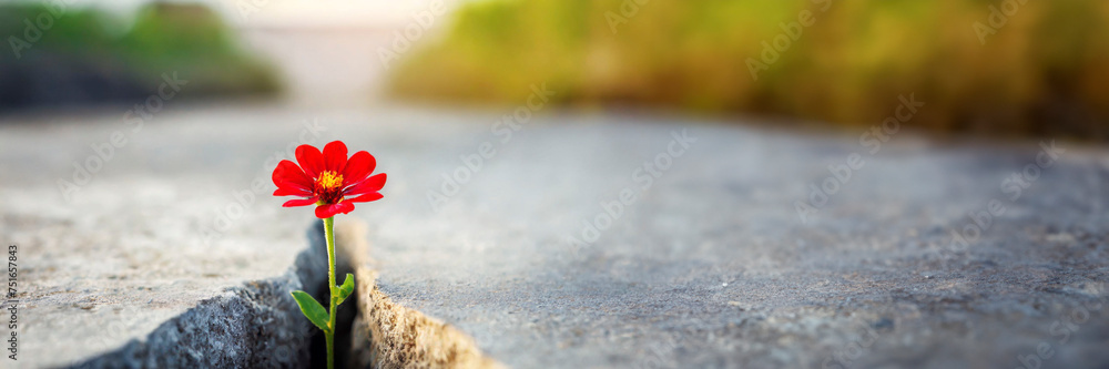 © Mariusz Blach - Red flower growing through crack in the ground, selective focus. Concept of strength and resilience panoramic banner with copy space