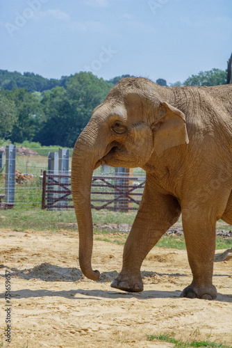 Smiley elephant 