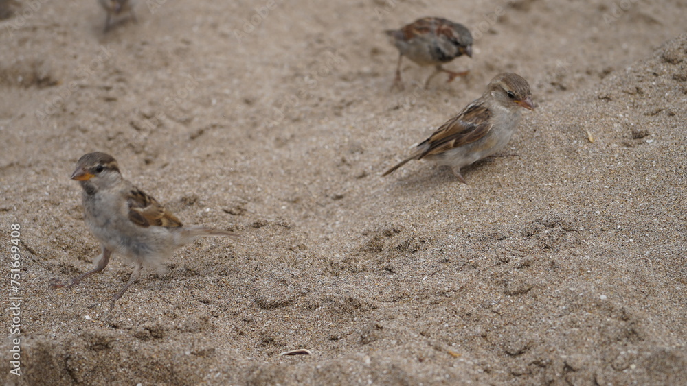 Gorriones en la playa, en la arena, pájaros en la orilla del mar