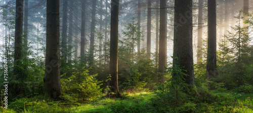 Panorama of Sunny Natural Spruce Forest with Morning Fog